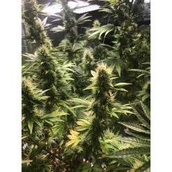 SunForce 330 2-1/2 ft. 330-Watt Broad Spectrum LED Steel Grow Light Fixture Cool White by Westinghouse -Westinghouse Shop westinghouse grow light kits 6365900 fa 1000